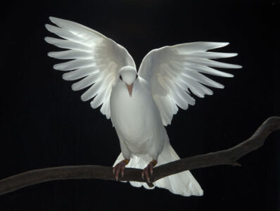 The Genesis of a Bird Rescue Image